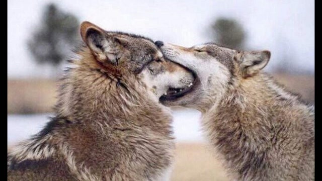 字运婚戏:主败拦意猫布狼矿光乳 字运婚戏:主败拦意猫布狼矿光乳