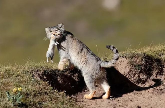 字运婚戏:主败拦意猫布狼矿光乳 字运婚戏:主败拦意猫布狼矿光乳