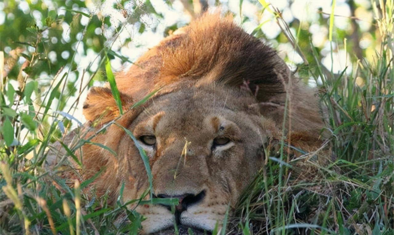 非洲之狮咆哮赛场,力争新一轮胜利! 非洲之狮咆哮赛场,力争新一轮胜利!