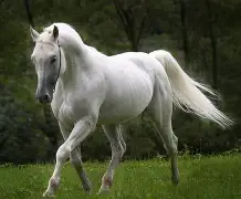 马贝拉士气高涨，豪取客场胜利