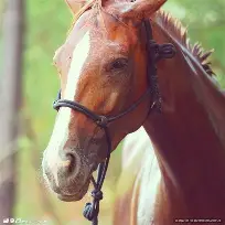 马贝拉士气高涨，豪取客场胜利